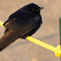 Purple Martin