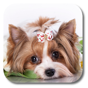 Cute Puppy Live Wallpaper.apk 1.0