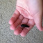 Common Black Ground Beetle