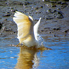 Great White Egret