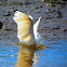 Great White Egret