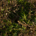 Balkan wall lizard