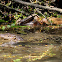 Water monitor