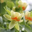 tulip tree