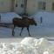 Moose