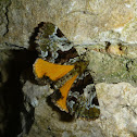 Incredible Catocala Moth
