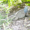 Mona ground iguana