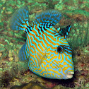 Blue Triggerfish (juvenile)
