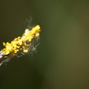 Lichens