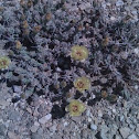 Dog Cholla