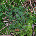 Star moss