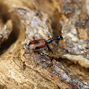 Long-necked ground beetle