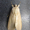 Palm Flower Moth