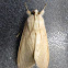 Palm Flower Moth