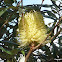Coast Banksia