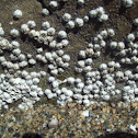Barnacles
