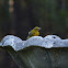 Pine Warbler