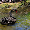 Black Swan