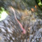 Earthworm