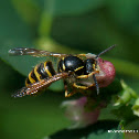 Common wasp