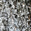 Cork Oak