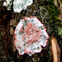 Christmas lichen. Liquen