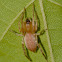 Ghost spider
