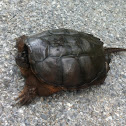 Common snapping turtle