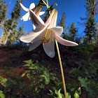 Shasta Lily