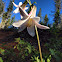Shasta Lily