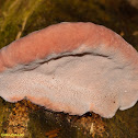Fungus