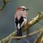 Eurasian Jay