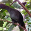Aracuan bird, plain chachalaca