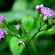 Ash Fleabane