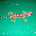 Tokay Gekko