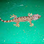 Tokay Gekko