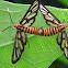 White Antenna Wasp Moth