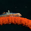 Whip Goby