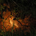 Ocelot