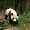 Giant Panda