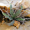 Cosentinia vellea