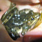 Southern Leopard Frog
