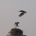 Osprey
