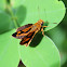 Orange Dart