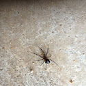 Black Widow