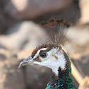 Peahen