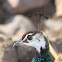 Peahen