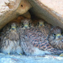 Eurasian Sparrowhawk