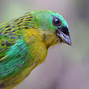 Brassy-breasted Tanager