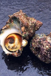 How to mod Delicious Food Puzzle 1.0 apk for bluestacks